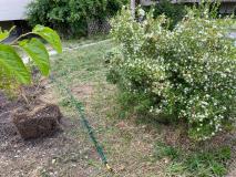 Il giardino della rete di Indra