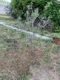 Il giardino della rete di Indra