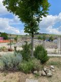 Il giardino della rete di Indra