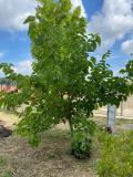 Il giardino della rete di Indra