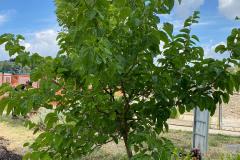 Il giardino della rete di Indra